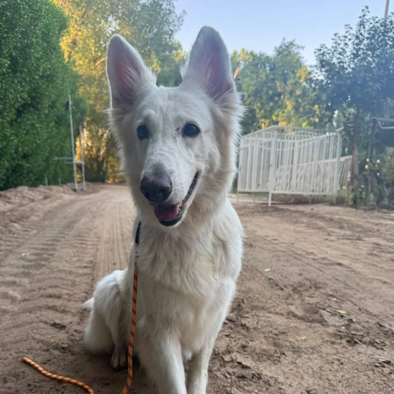 Jennie — White German Shepherd · 5.5 Yrs — available for adoption from GWARP